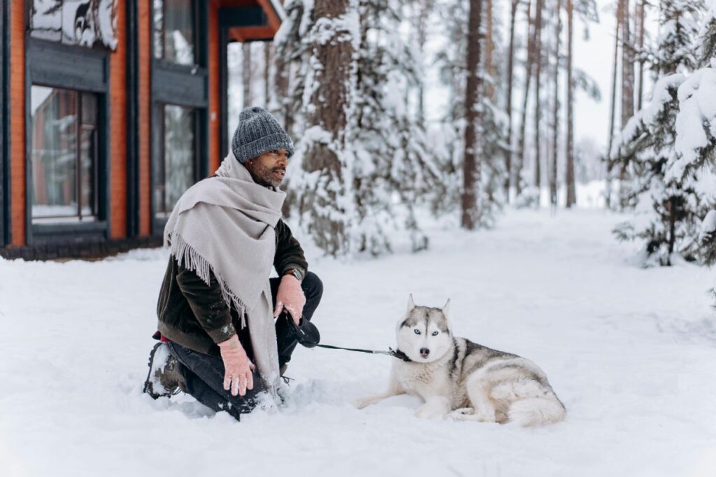 Siberian Husky in snow with a man