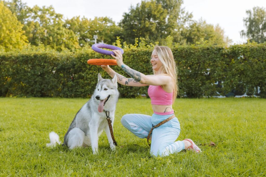 Siberian Huskey playing in the garden
