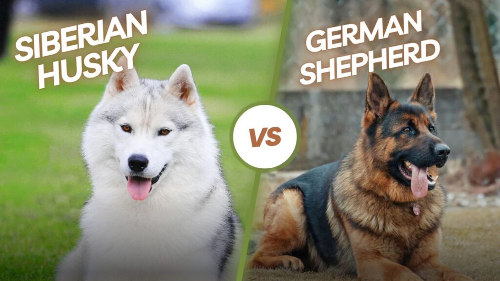 Siberian Huskey vs German Shepherd