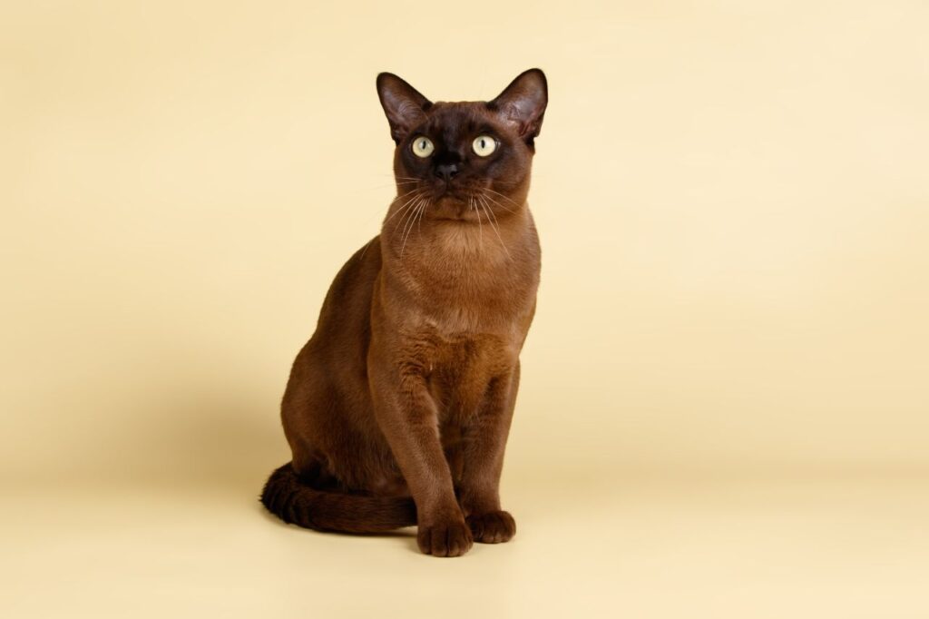 Burmese Cat