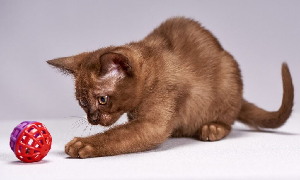 Burmese Cat
