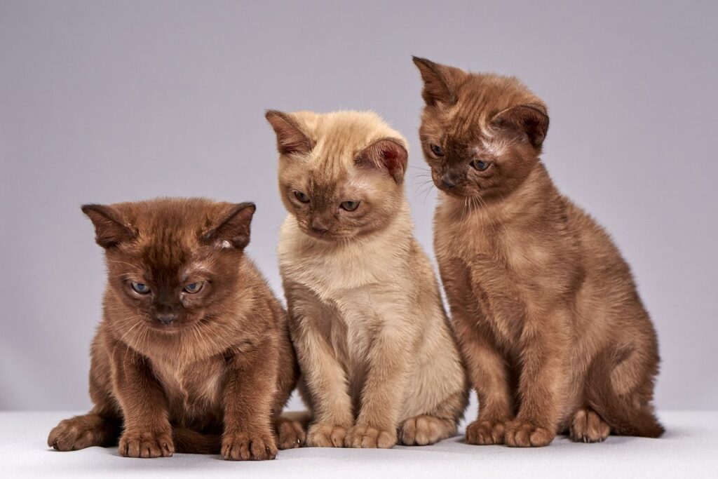 Burmese Cats