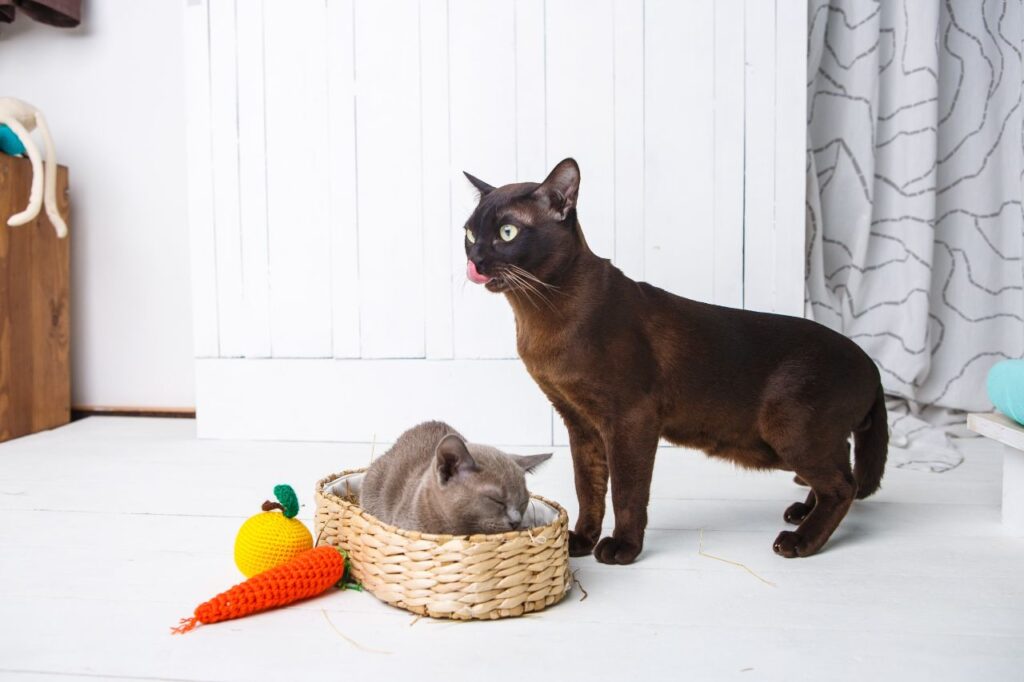 Burmese Cats