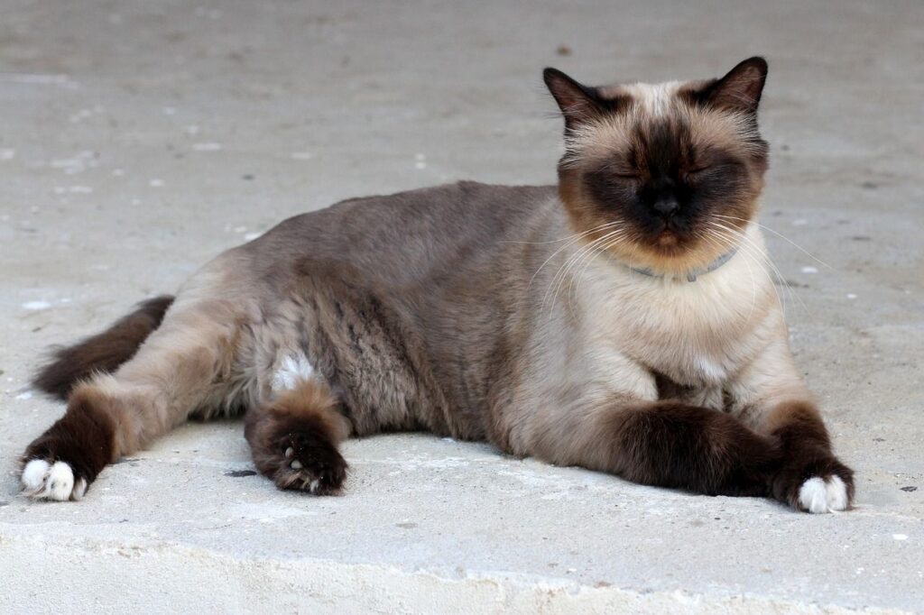 Burmese Cat