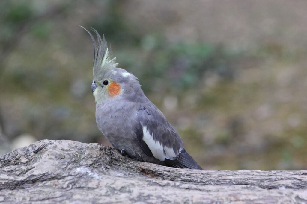 Cockatiel