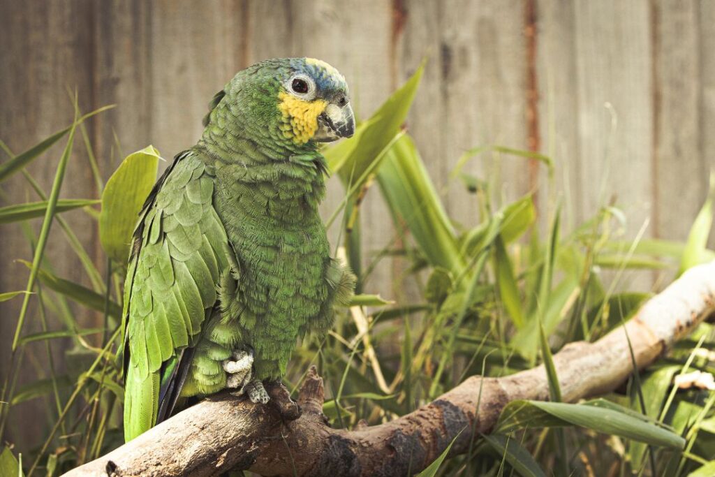 Amazon Parrot