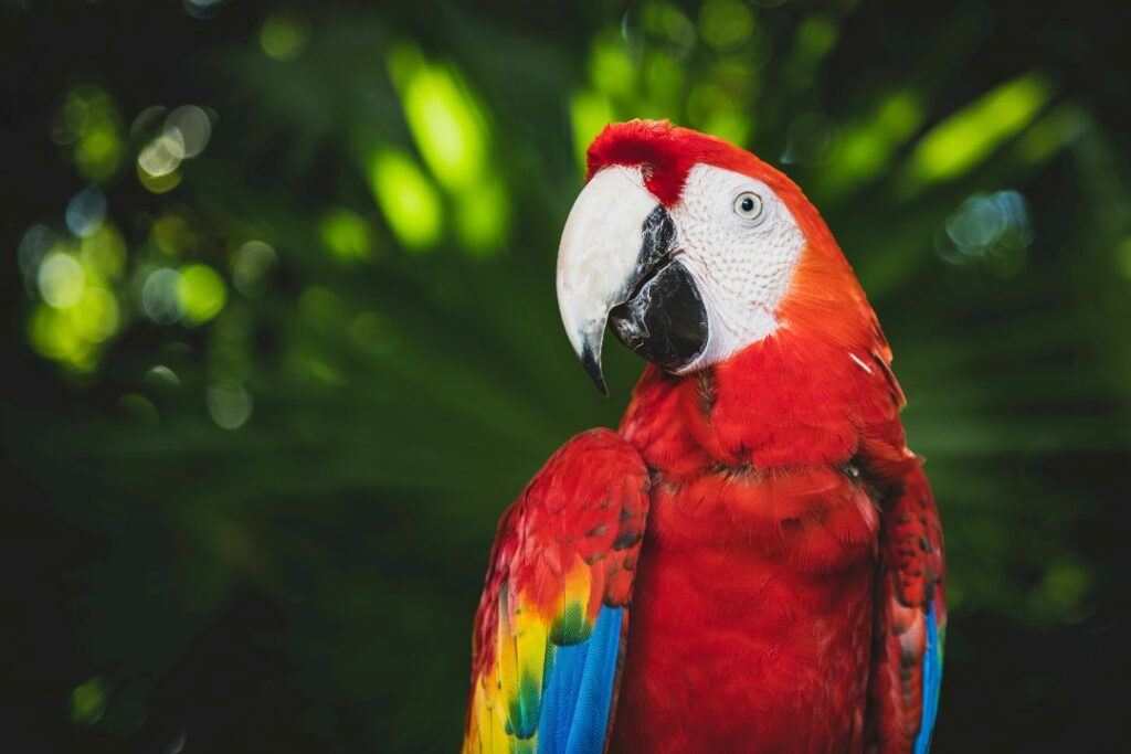 Macaw
