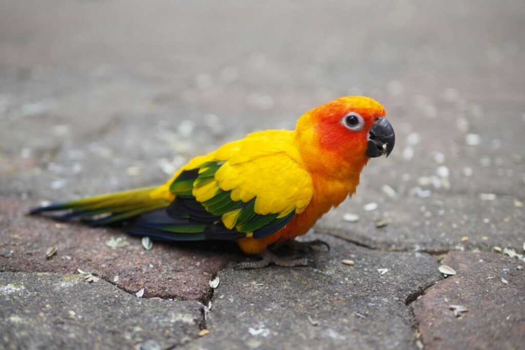 Sun Conure