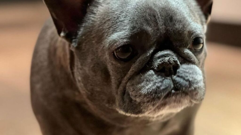 izzythe.frenchie_Instagram