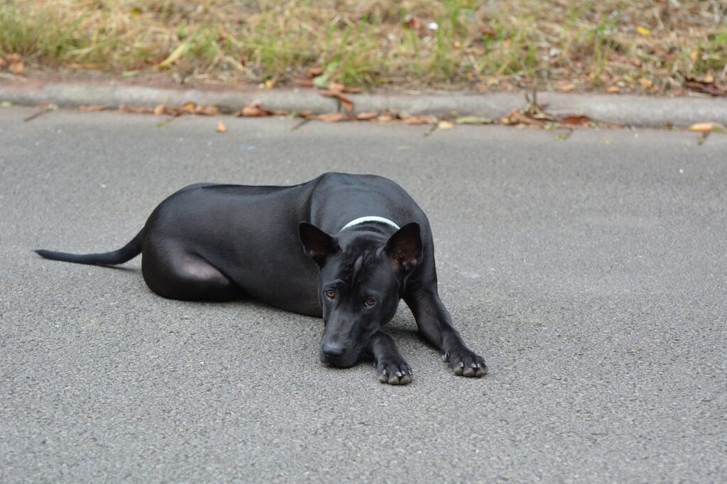 Thai Ridgeback resting outdoor