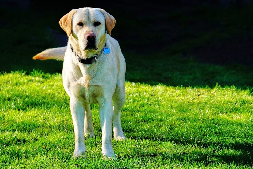 Labrador Retriever in the yard