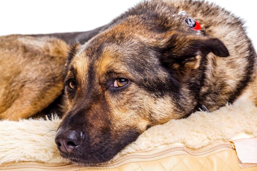 A cozy German Shepherd
