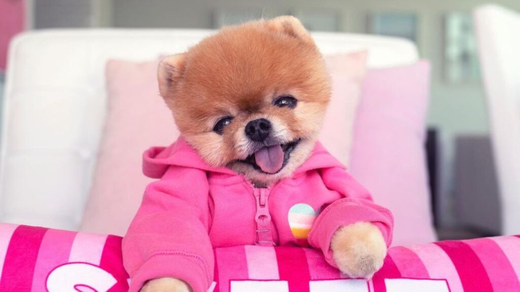 jiffpom