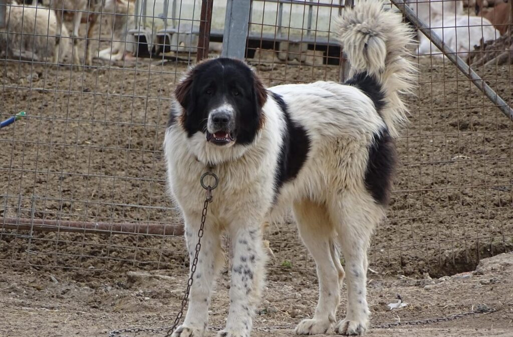 karakachan Dog