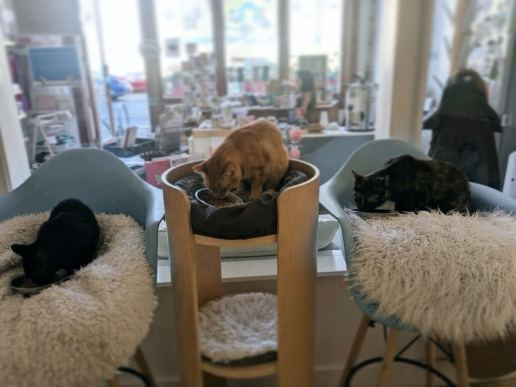 Interior at KitTea Cat Lounge