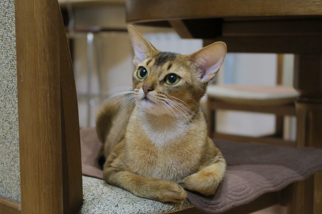 Abyssinian cat