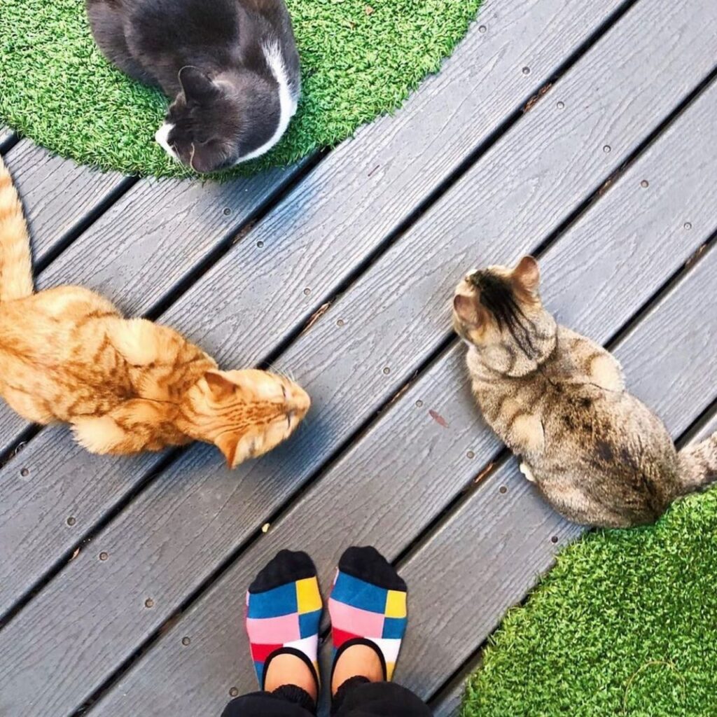 Koneko Cat Café outdoor