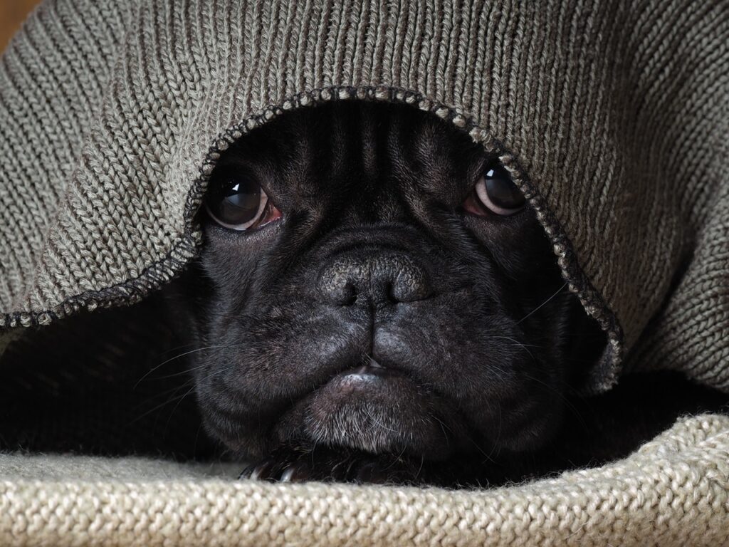 Scared dog under blanket