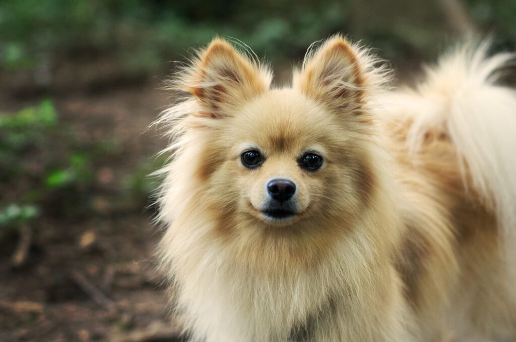 Pomeranian
