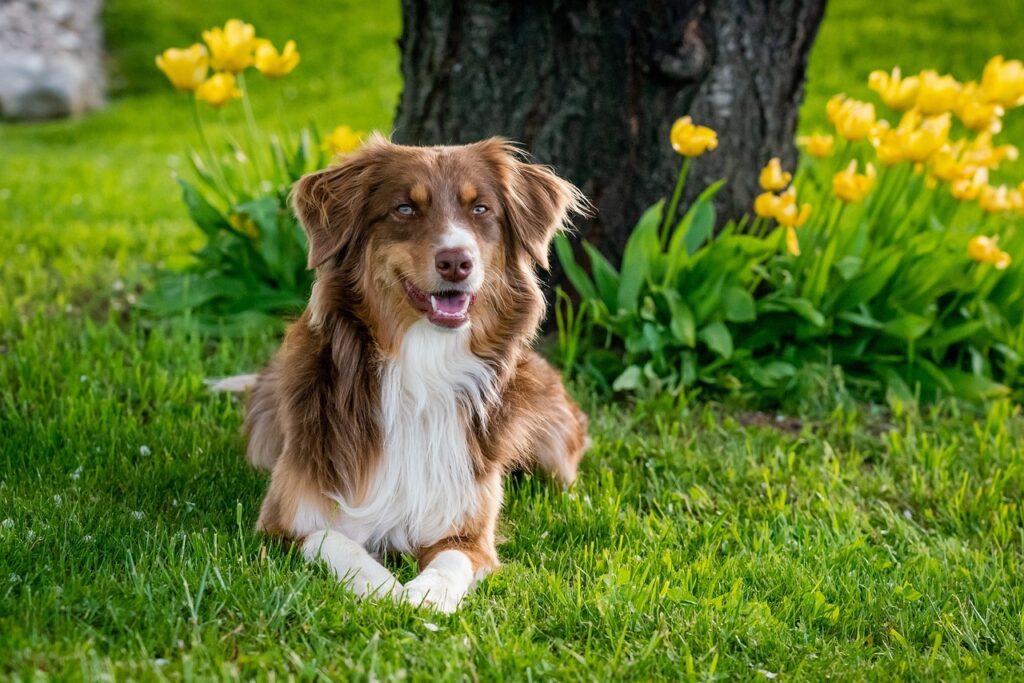 Australian Shepherd in the garden