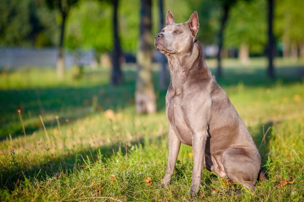 Thai Ridgeback in a park