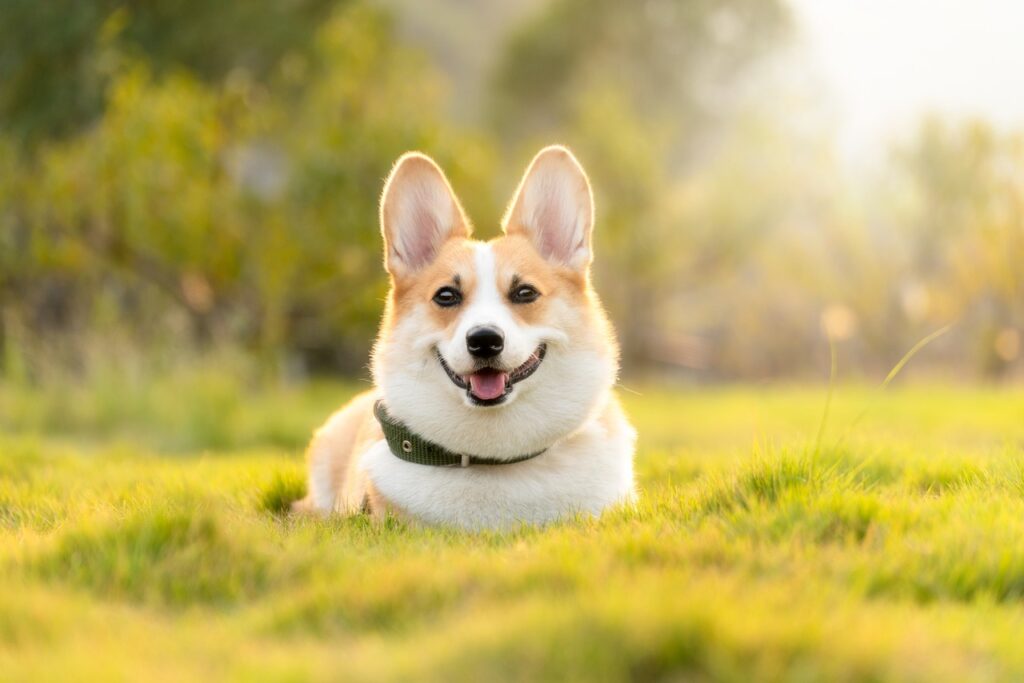 Corgi on a beautiful day outdoor