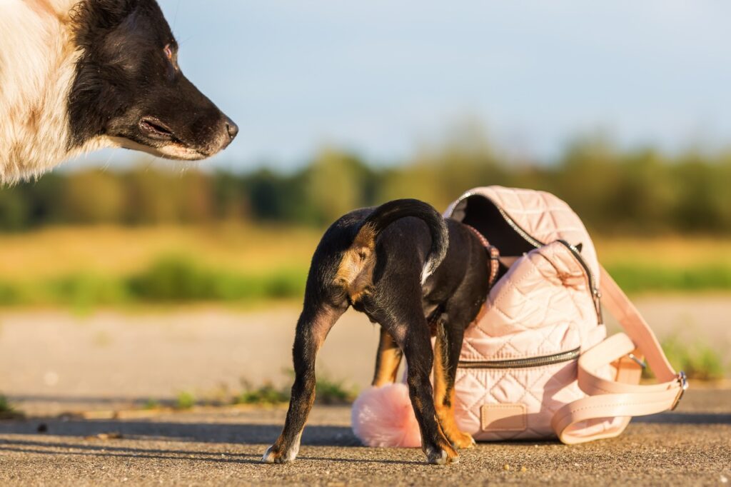 Dog checking a bag