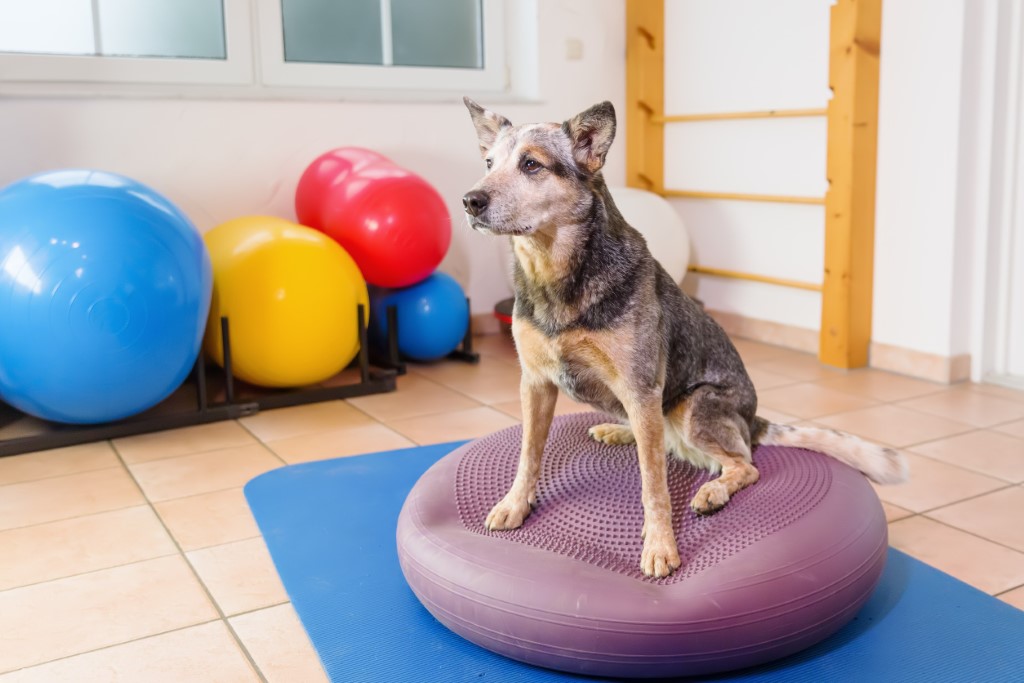 Indoor obstacle for dogs