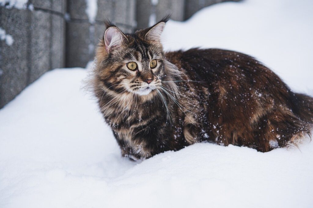 Maine coon in snow