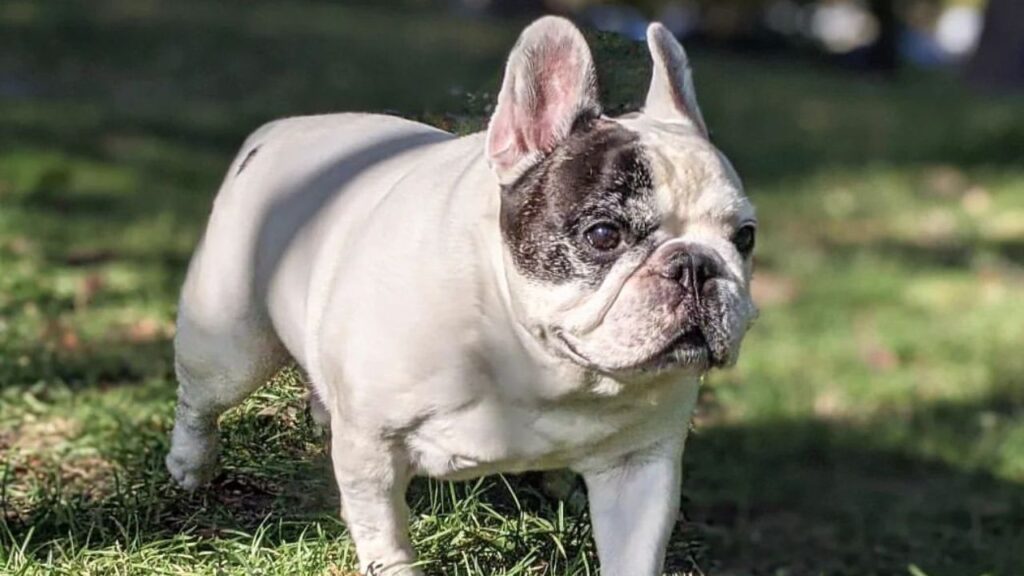manny_the_frenchie_Instagram