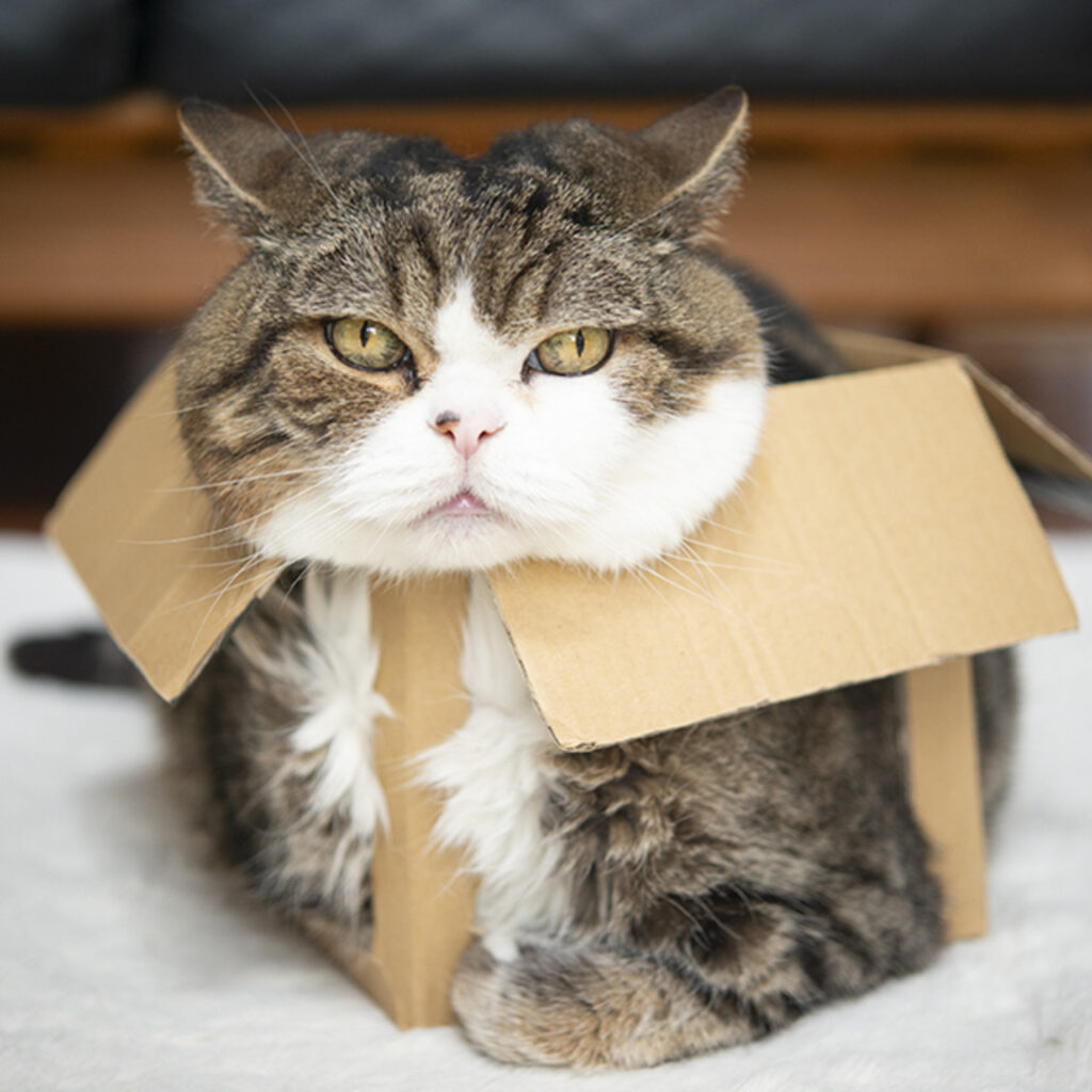 Maru stuffed in a box