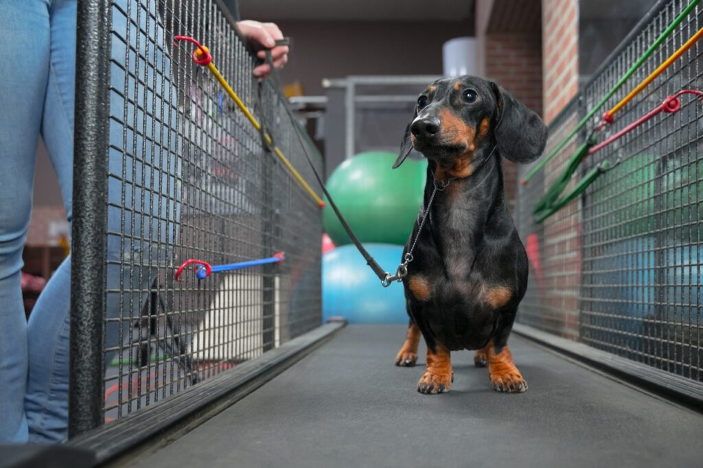 Daschund on a ramp