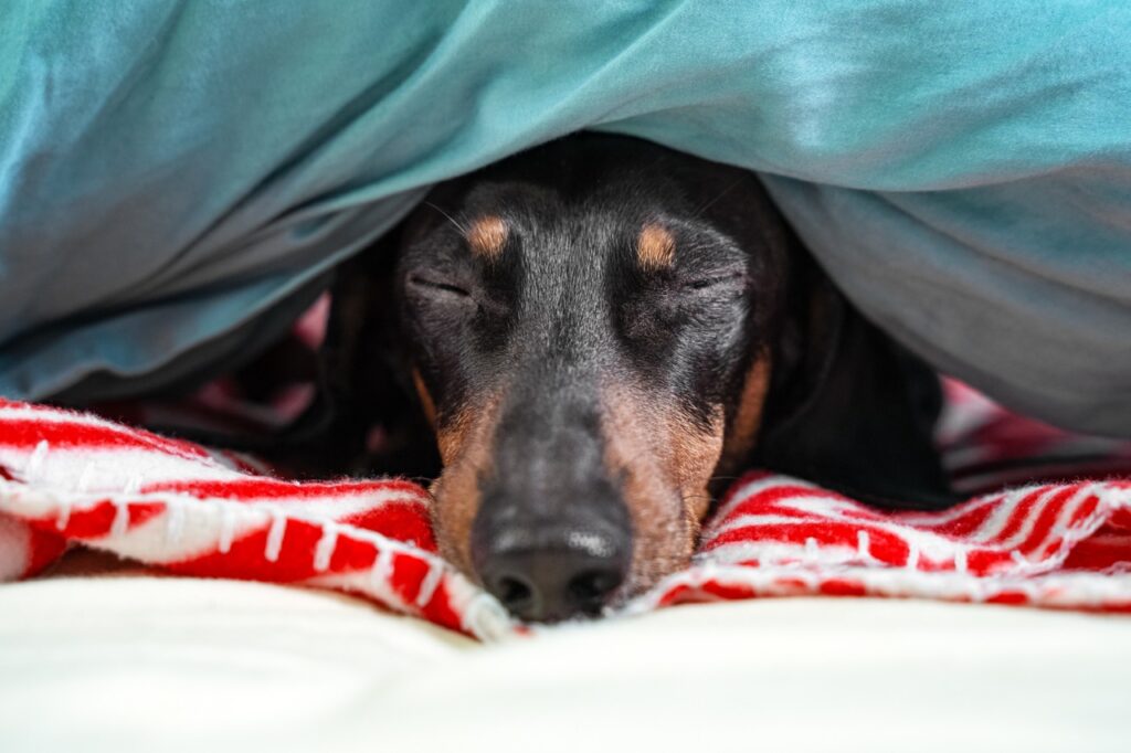 Daschund snugged under blankets