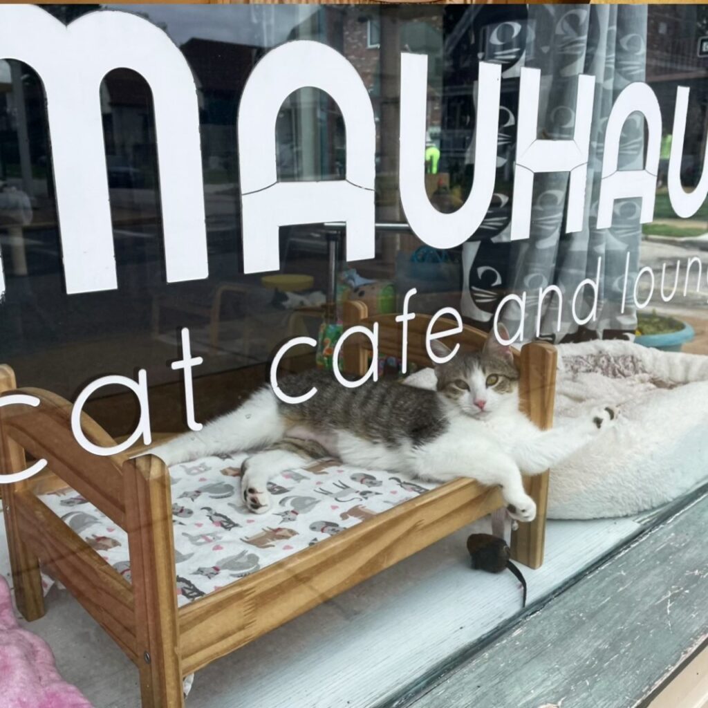 Mauhaus Cat Café through the entrance