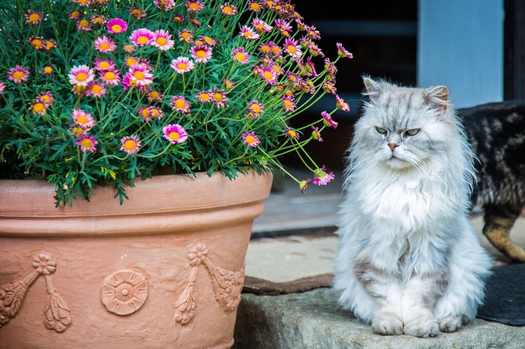 Persian next to a flowering pot