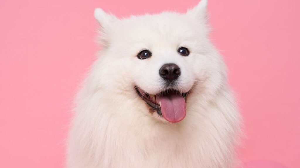 mayapolarbear_Instagram