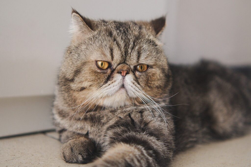 Exotic Shorthair indoors