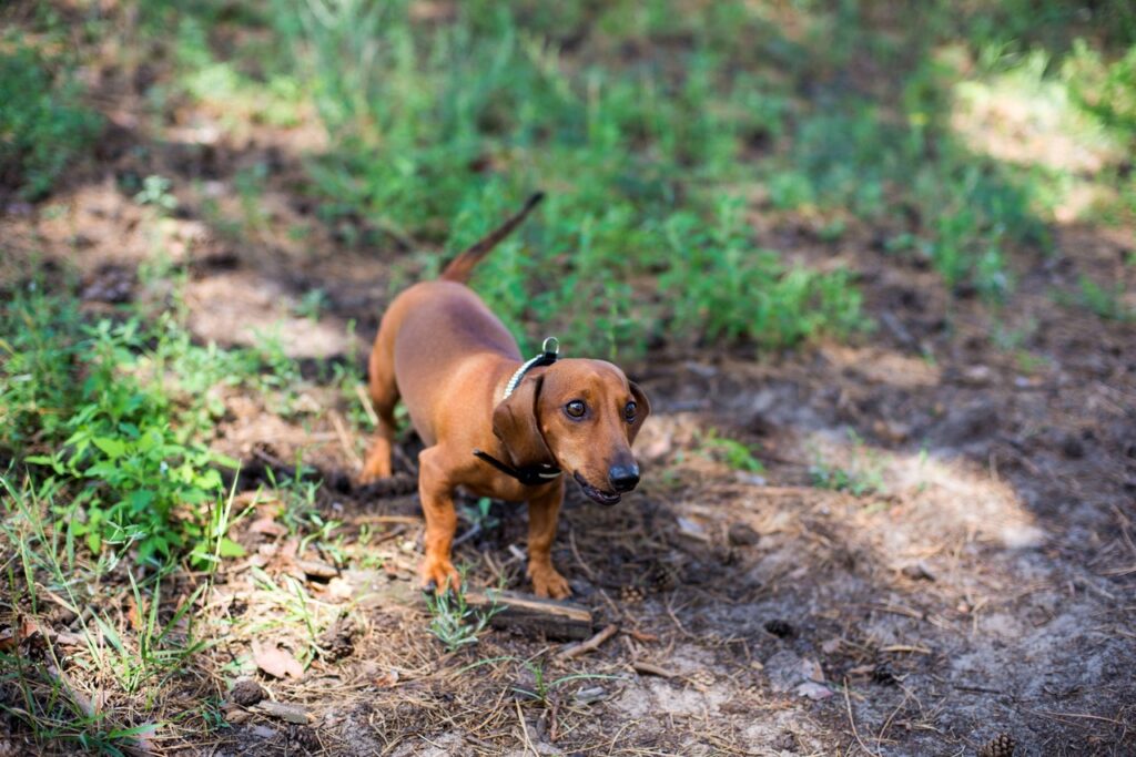 Daschund Outdoors