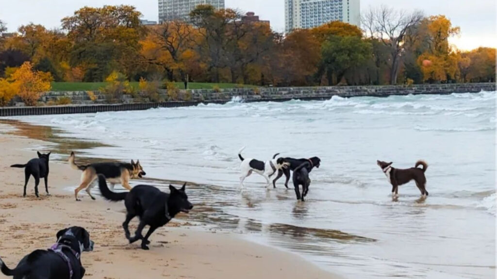 Dogs at Montrose Dog Beach