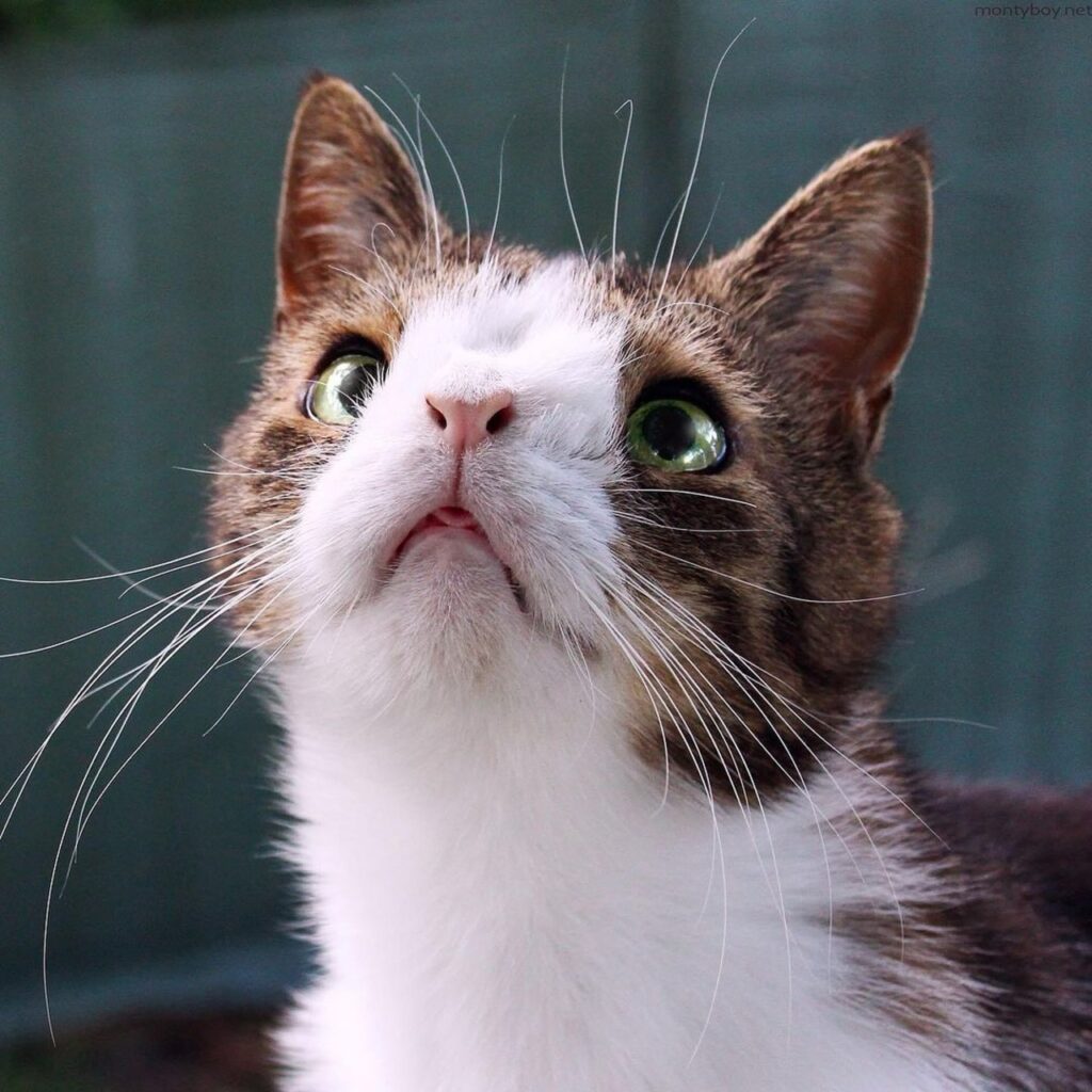 Monty looking at something