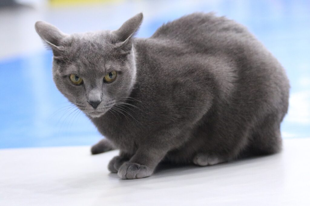 Russian Blue couchant