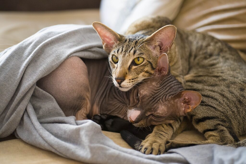 Sphynx playing with other cat