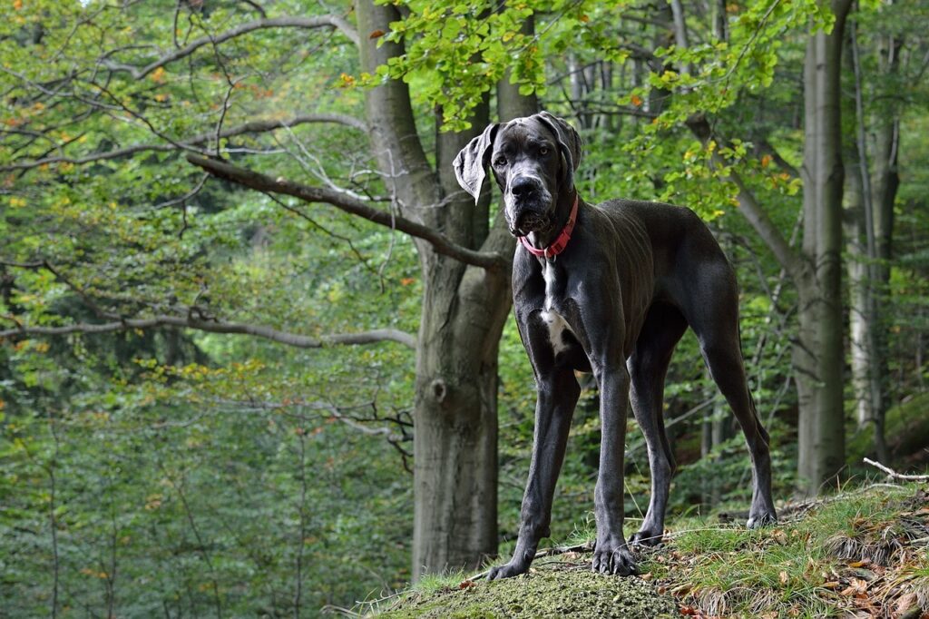 Great Dane in the woods