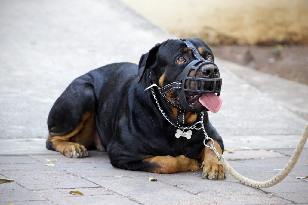 Rottweiler with a muzzle