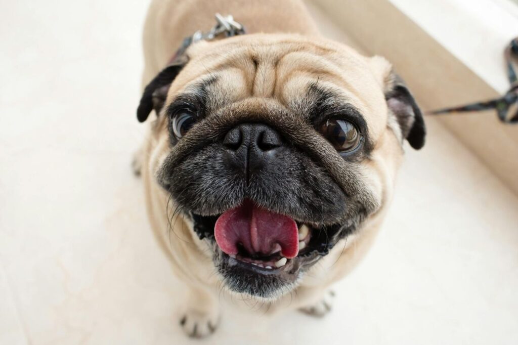 A cute pug looking into camera