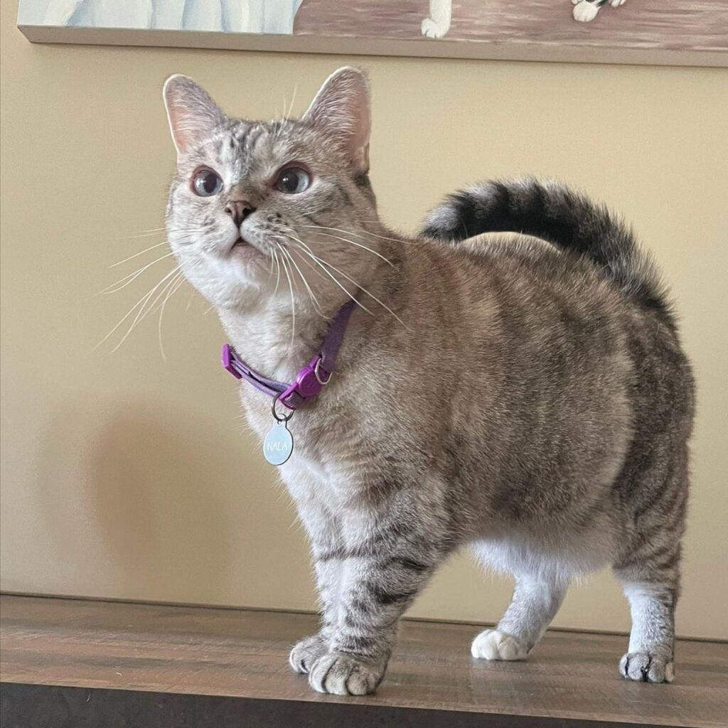 Nala cat curious