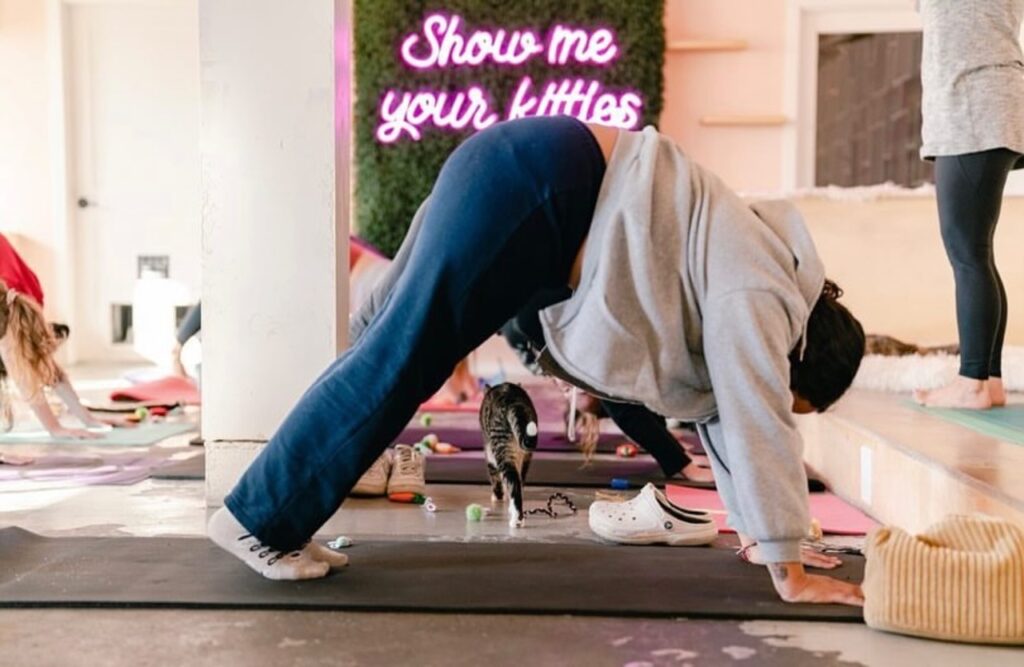 Yoga session at NEKO Cat Café