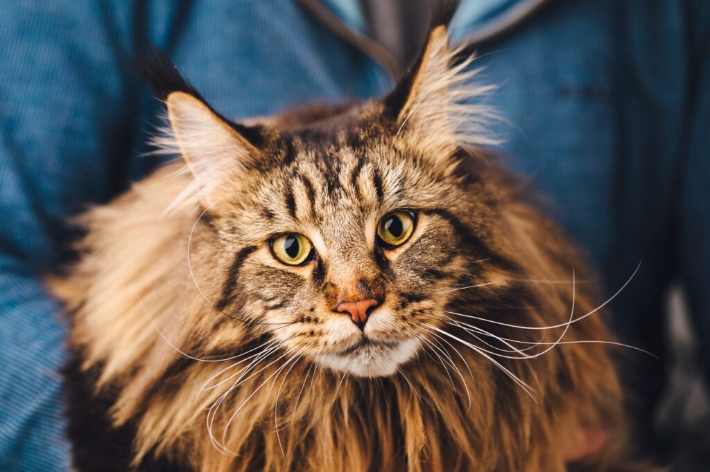 A Close-up of Maine Coon Cat