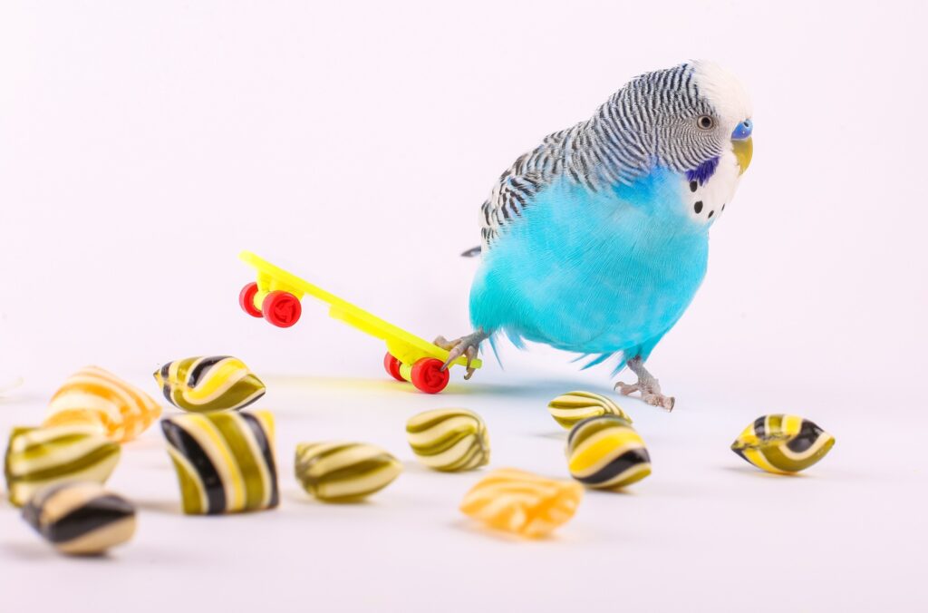 Bird with toys