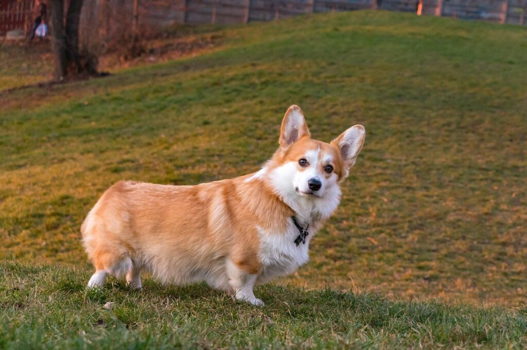 Pembroke Welsh Corgi in the meadows